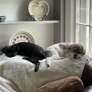 Meet your Posher, Anne